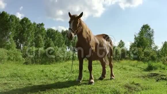 在阳光明媚的日子里一匹棕色的大马停在草地上很多昆虫在飞来飞去绿草如茵的田园风光马鬃视频的预览图