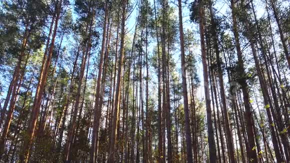 在美丽的日子里在森林里的高高的松树洋娃娃拍摄视频的预览图