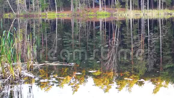 美丽的野生林湖鹤笋视频的预览图
