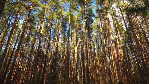 美丽的白昼永恒的黄昏森林中高松的鹤梢视频的预览图