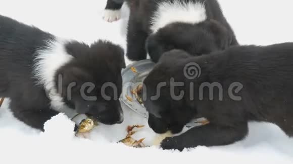 饥饿的小狗用铁圆盘吃鱼头三只可爱的小黑白小狗在雪地里吃东西视频的预览图