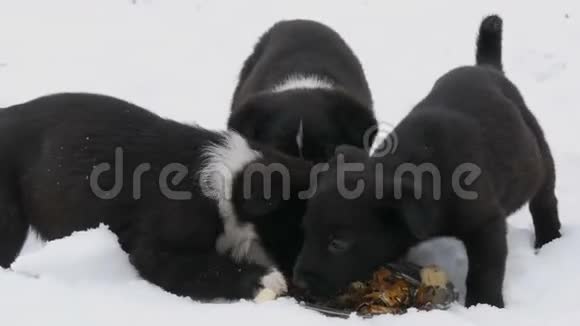 饥饿的小狗用铁圆盘吃鱼头三只可爱的小黑白小狗在雪地里吃东西视频的预览图