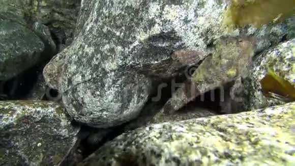 发现的鱼伪装在水下巴伦支海的岩石上视频的预览图