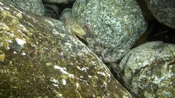发现的鱼伪装在水下巴伦支海的岩石上视频的预览图