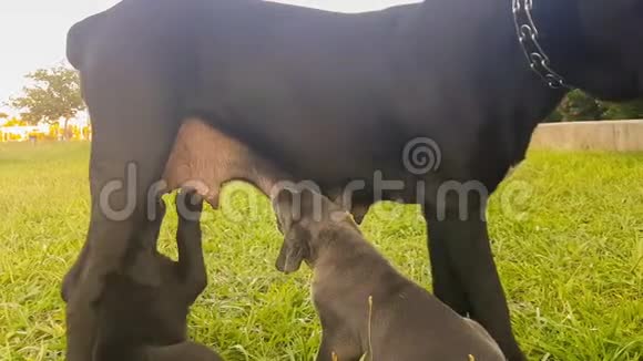 意大利犬科索婴儿正在从他们的母亲那里喝牛奶视频的预览图