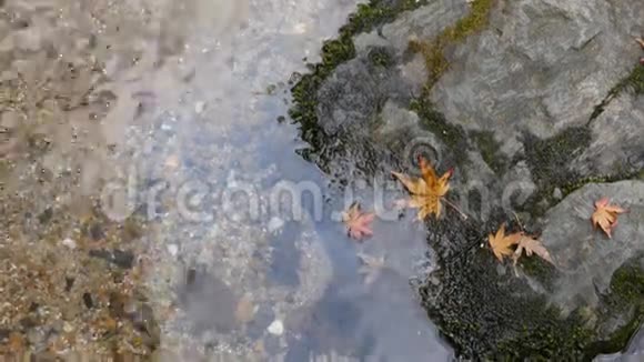 枫叶岩石和清澈的水视频的预览图