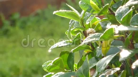 山茶树在潮湿的雨滴中视频的预览图