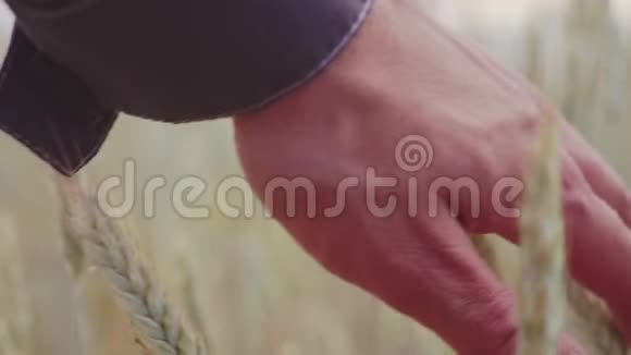 一只手在麦田里奔跑男性手触耳黑麦特写农夫收获概念慢动作视频的预览图