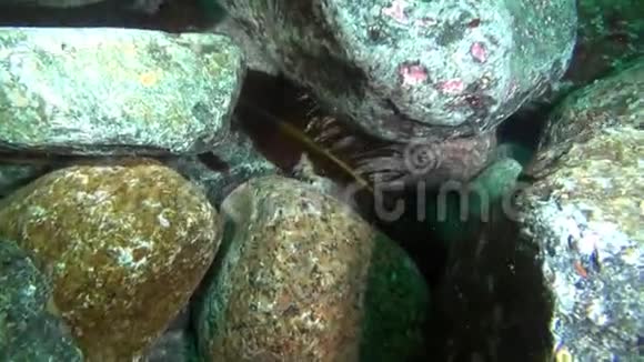 巴伦支海海底的外来鱼类视频的预览图