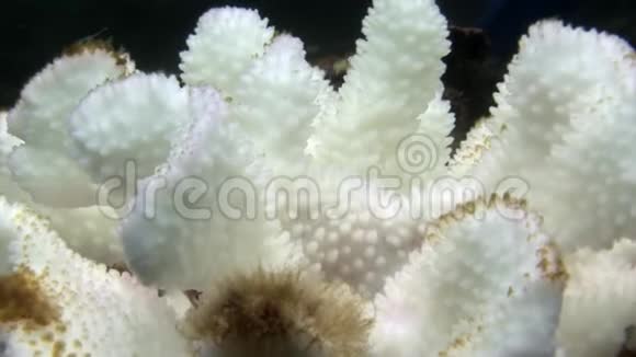 加拉帕戈斯海底的白色珊瑚视频的预览图