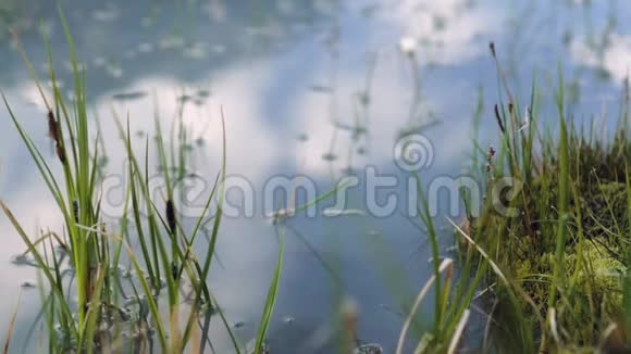 草长出湖里天空反映自然和自然视频的预览图