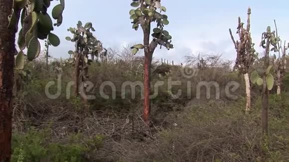 加拉帕戈斯群岛自然公园森林的仙人掌植物视频的预览图