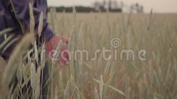 一只手在麦田里奔跑男性手触耳黑麦特写农夫收获概念慢动作视频的预览图