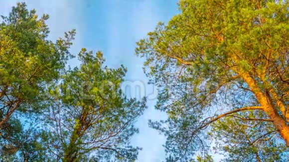 松树和天空时间流逝视频的预览图