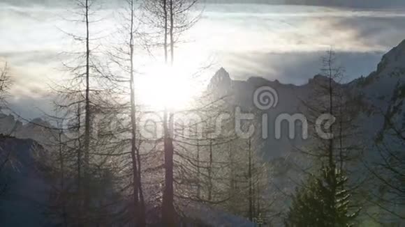 冬季日落森林树木剪影在雪阿尔卑斯山脉时间流逝潘左右视频的预览图