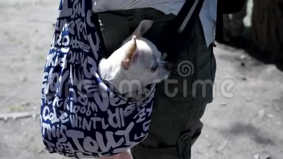 小可爱的狗在深蓝色的旅行袋里阳光明媚的一天剪辑旅行袋里的小白狗的概念视频的预览图