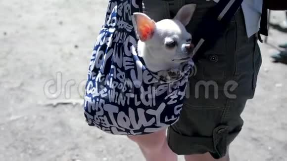 小可爱的狗在深蓝色的旅行袋里阳光明媚的一天剪辑旅行袋里的小白狗的概念视频的预览图