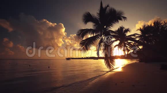 蓬塔卡纳棕榈树沙滩日出的黑色剪影视频的预览图