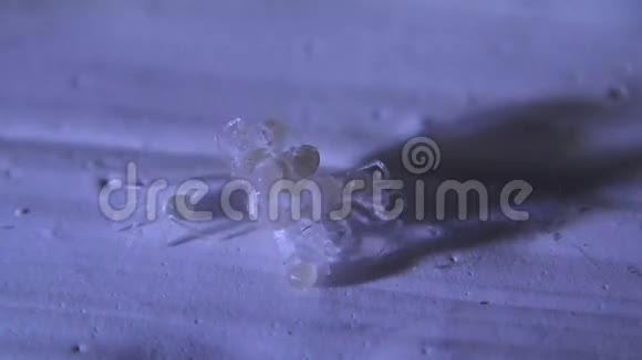 窖蛛宝宝孵化视频的预览图