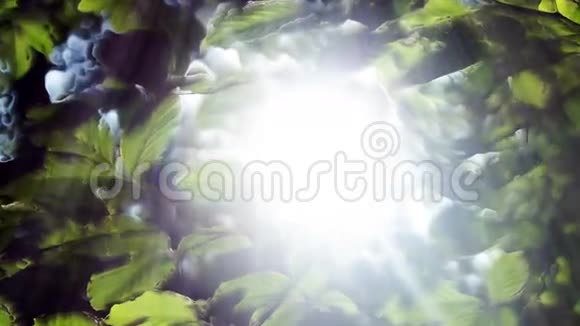 绿叶和太阳环视频的预览图