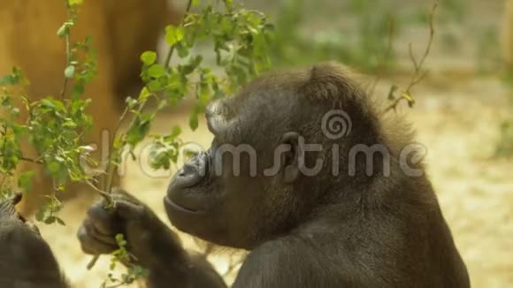 大猩猩吃树叶慢动作1080p视频的预览图