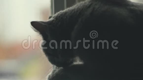 猫舔爪子一只漂亮的小猫在房间里猫用爪子和舌头洗视频的预览图