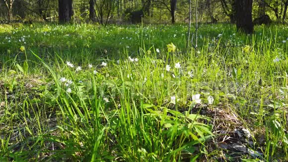 春天森林里的第一朵花白色和黄色雪珠视频的预览图