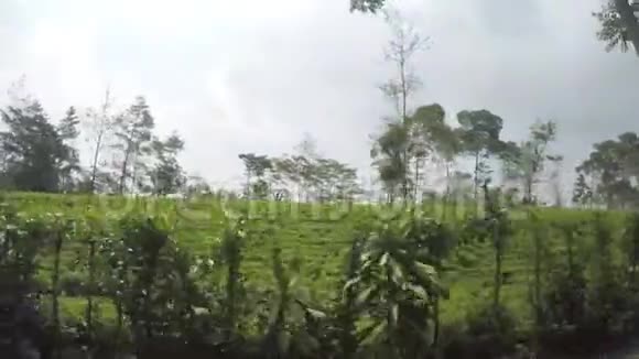 从印度尼西亚爪哇的茶园上的移动汽车可以看到视频的预览图