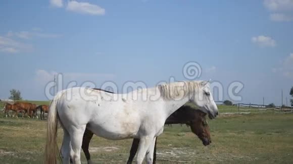 棕色和白色的马正在农场散步马驰驰驰摇尾背景上的一群马特写视频的预览图