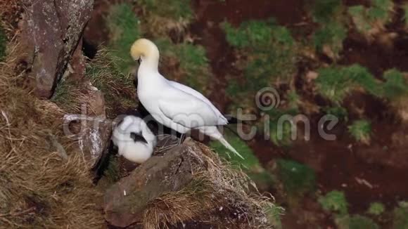 甘内特和小鸡莫鲁斯在一个悬崖的头阿伯登郡苏格兰7月底视频的预览图