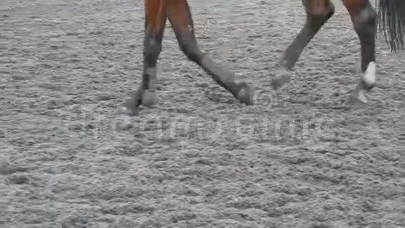 马脚在沙滩上行走开始奔跑在农场的鬃毛处双腿紧贴在潮湿泥泞的地面上视频的预览图