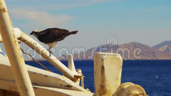 在红海的背景下海鸟在船尾弓和防御视频的预览图