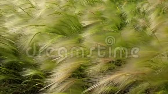 绿色的田野在风中卷起大麦视频的预览图