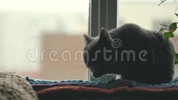 猫舔爪子一只漂亮的小猫在房间里猫用爪子和舌头洗视频的预览图