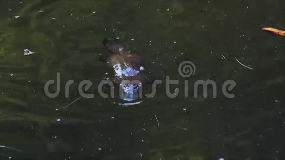 鸭嘴兽潜水觅食04视频的预览图