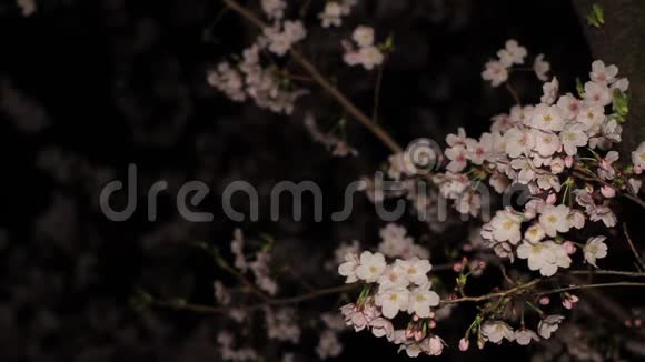 在东京的Inokashira公园雪瑞在夜间开花视频的预览图