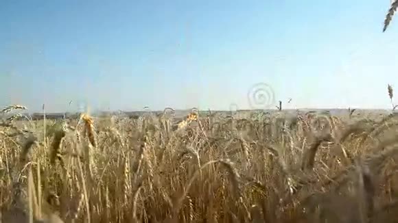 大黄田的熟麦顶着蓝天麦穗的夏日的粮食丰收视频的预览图