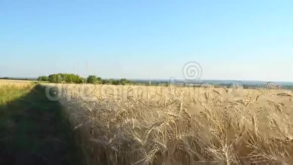 道在麦地黄田麦地粮食产量视频的预览图