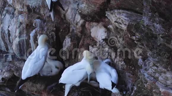 甘内特和小鸡莫鲁斯在一个悬崖的头阿伯登郡苏格兰7月底视频的预览图