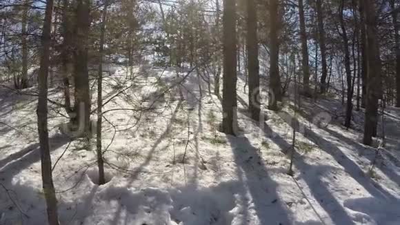 行走在冬林中视频的预览图