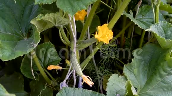 花园里一棵植物上的一朵黄瓜和一根小黄瓜视频的预览图