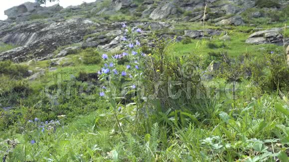 盛开的夏野花蓝草在东哈萨克斯坦山区的秃鹫视频的预览图