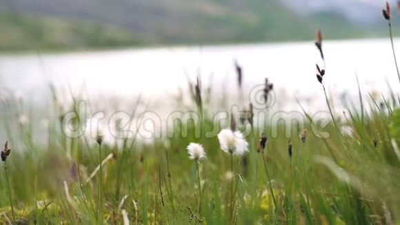 草长出湖里天空反映了自然和自然视频的预览图