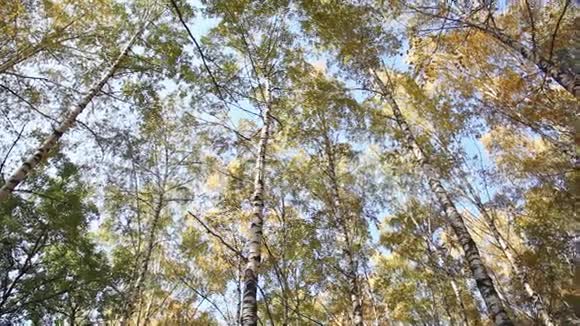 秋天的桦木视频的预览图