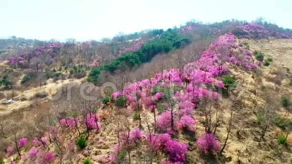 中国吉林省延边州延吉市小黑隆村美丽的金大莱花视频的预览图