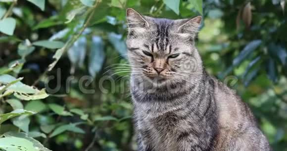 台湾瑞芳猴洞猫村许多野猫视频的预览图