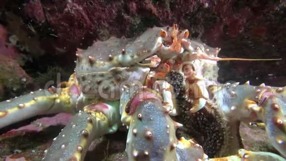 巨王蟹在巴伦支海海底吃食物视频的预览图