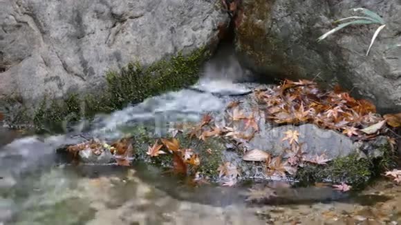 枫叶岩石和清澈的水视频的预览图