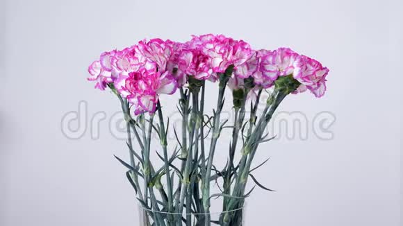 花花束白色背景上上旋转花组成由明亮的紫色土耳其石竹组成视频的预览图