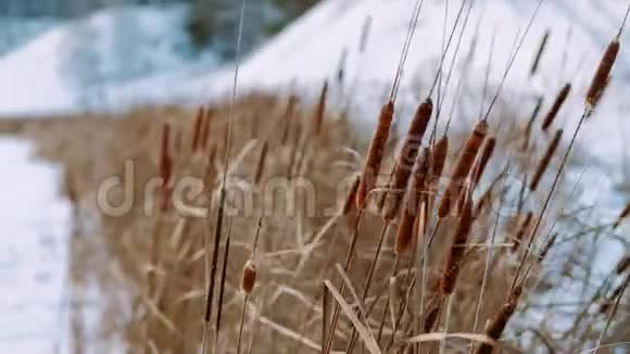 冬天阳光明媚的日子风吹着干芦苇视频的预览图